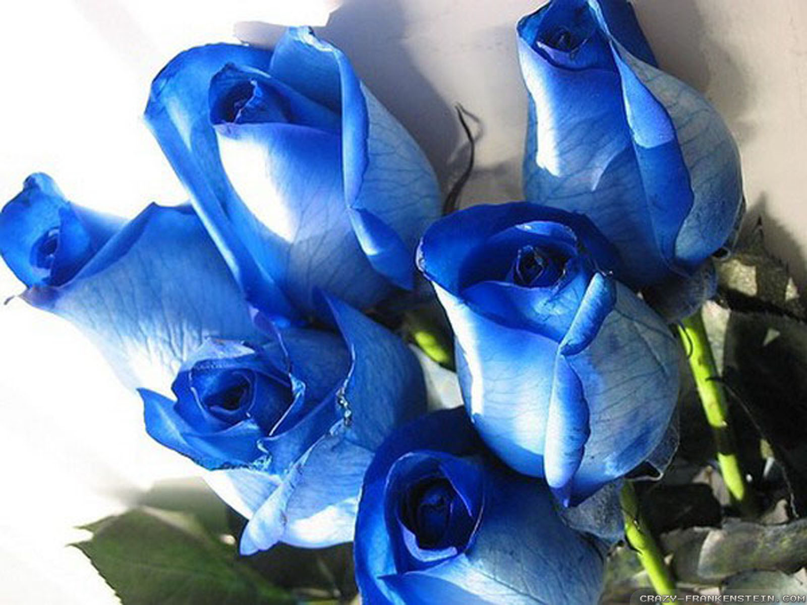DIY Membuat Bunga Mawar Biru Sendiri Untuk Kekasih Di Atas Batu